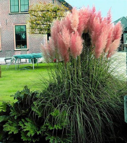 Pink Pampas Grass 200 Seeds - Cortaderia
