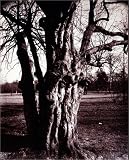 Image of Eugène Atget's Trees: Newly Discovered Photographs from the Bibliothèque Nationale de France