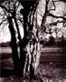 Eug�ne Atget's Trees: Newly Discovered Photographs from the Biblioth�que Nationale de France