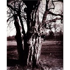 Eug�ne Atget's Trees: Newly Discovered Photographs from the Biblioth�que Nationale de France