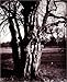 Eugène Atget's Trees: Newly Discovered Photographs from the Bibliothèque Nationale de France