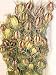 Dried Nigella - (Love In A Mist)