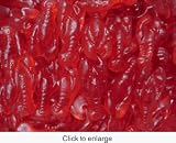 Gummy Lobsters