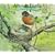 About Birds:  A Guide for Children