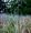 Little Bluestem Grass 25 Plants-Schizachyrium scoparium