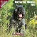 Bouvier Des Flandres (US) 2009 Wall Calendar 12 X 12