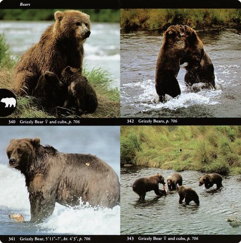 National Audubon Society Field Guide to North American Mammals: (Revised and Expanded) (National Audubon Society Field Guides) under Animals in The Books Store