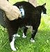 Mainancy Pet Grooming Tool for Cats & Dogs - A Deshedding Brush which Reduces Shedding for Short & Long Hair of Pets. Professional Shedding Tool. Veterinary Approved Deshedding Comb from