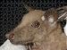 Jigsaw of Epauletted fruit bat - Close up of face from Ardea