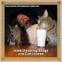 Irish Drinking Songs for Cat Lovers