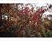 Photographic Prints of Tatarian maple (Acer tataricum ginnala) from Science Photo Library
