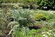 Fruiting Artichoke Plant One Gallon
