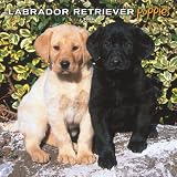 Labrador Retriever Puppies 2008 Square Wall