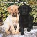 Labrador Retriever Puppies 2008 Square Wall Calendar