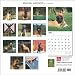 Belgian Malinois 2011 Calendar