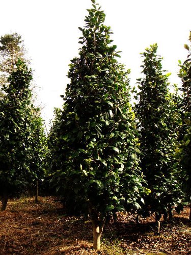 久留米乙女椿 単木 樹高H:2000mm