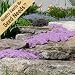 1,000 Seeds, Creeping Thyme "Mother of Thyme" (Thymus serpyllum) Seeds by Seed Needs