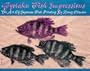 Gyotaku Fish Impressions: The Art of Japanese Fish Printing