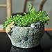 Top Collection 3.75-Inch Miniature Fairy Garden and Terrarium Kittens Playing on Functional Stone Flower Pot for Succulents, Mini