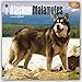 Alaskan Malamutes 2016 Calendar