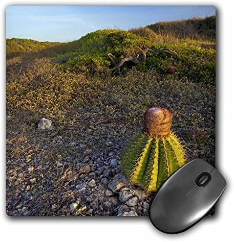 Danita Delimont - Succulents - Melon cactus succulent, Meseta trail, Puerto Rico-CA27 MPR0069 - Maresa Pryor - MousePad (mp_75319_1)