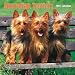 Australian Terriers 2007 Calendar