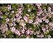 Photographic Prints of A dwarf prostrate wild plum from Ardea Wildlife Pets