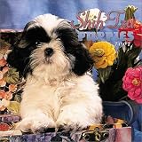 Shih Tzu Puppies: 2002