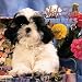 shih tzu - Shih Tzu Puppies: 2002