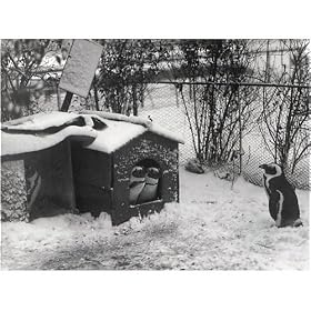 Photographic Print of Penguins on snow, ZSL London Zoo, London, Snow, 1924