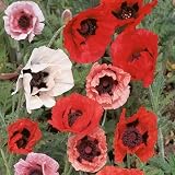 61AaSaqNuRL. SL160  200 Oriental Poppy Seeds By Seed Needs