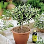 Olivier Europ�en - 1 arbre
