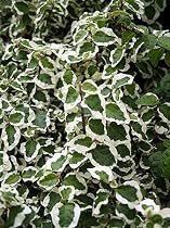 Rare Creme & Green Creeping Fig Plant - Ficus - Easy