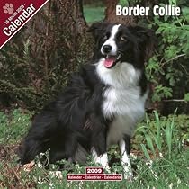 Border Collie 2009 Wall Calendar