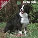 Border Collie 2009 Wall Calendar