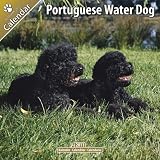 Kalender 2011 Portugiesischer Wasserhund - Cão de Agua