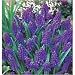 ムスカリー球根　アルメニアカム　8球