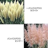 国華園　花木苗　パンパスグラスセット　2種2株
