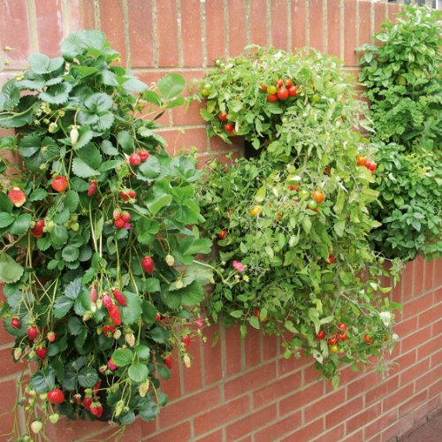 Hängende Gärten und Pflanzenwände für die Wohnung oder den Balkon
