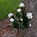19 Inch Outdoor Artificial Gardenia in White
