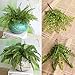 DKX-SH Hot Home Decor Simulation Plants Silk Flower Loose Fishtail Fern Leaf Plant 54 Small Fresh Artificial Flowers European-Style Plants Grass