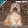 Tibetan Terrier 2010 Wall Calendar #10098-10