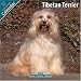 Tibetan Terrier 2010 Wall Calendar #10098-10