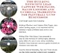 The Guerilla Marketing, Building Effective Lead Capture Web Pages, Sales Letters for Paintball Guns Businesses