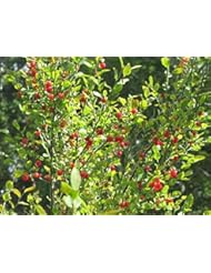 Lawn & Patio: 30 Seeds Red Huckleberry, Vaccinium Parvifolium, Shrub Seeds (Edible, Fall Color, Hardy) - Nevada, United States