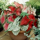 Caladium Bulbs Mix