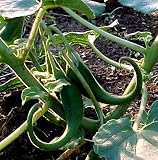 Rare Unicorn Plant 20 Seeds - Proboscidea Tohono