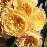 バラ苗 りくほたる　国産新苗植え替え6号スリット鉢 ハイブリッドティー(HT) 四季咲き大輪　黄色系