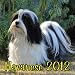 2012 Havanese Dog Calendar - All Proceeds to be Donated to the Havanese Club of America (HCA) (Buy 2 and get a 3rd for FREE! All past purchases qualify!)