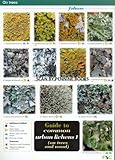 Guide to common urban lichens. 1, (On trees and wood)